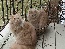 Cats On Balcony
